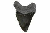 Fossil Megalodon Tooth - South Carolina #306309-2